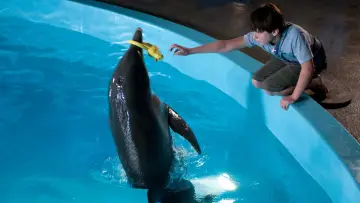 Zasłona do filmu "Mój przyjaciel Delfin" #459402