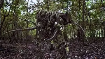Zasłona do filmu "Mandragora" #656620