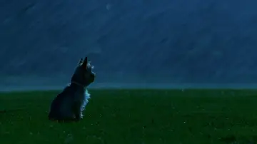 Zasłona do filmu "Boska przygoda Sharpay" #1002271