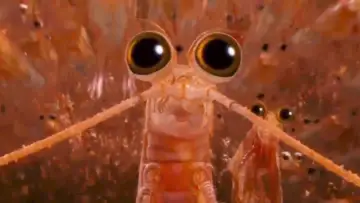Zasłona do filmu "Happy Feet: Tupot małych stóp 2" #725482