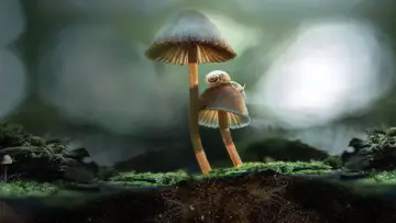 Zasłona do filmu "Niezwykły świat grzybów" #1014699