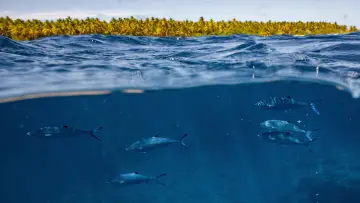Zasłona do filmu "Expedition Amelia" #1866641