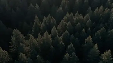 Zasłona do filmu "Świnia" #271705