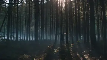 Zasłona do filmu "Świnia" #271706