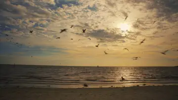 Zasłona do filmu "Some Kind of Heaven" #1889629