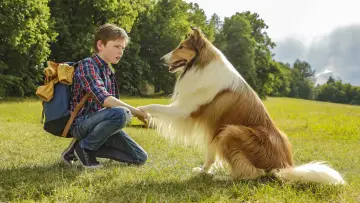 Zasłona do filmu "Lassie, wróć!" #1022790