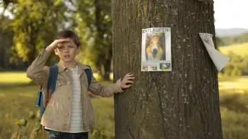 Zasłona do filmu "Lassie, wróć!" #1022791