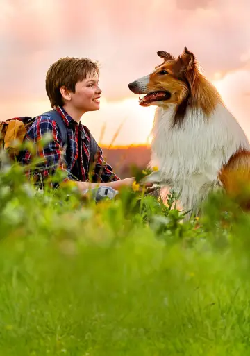 Lassie, wróć!