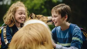 Zasłona do filmu "Lassie, wróć!" #384723