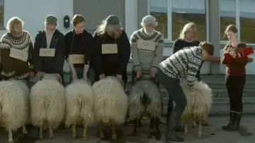 Zasłona do filmu "Barany" #485975