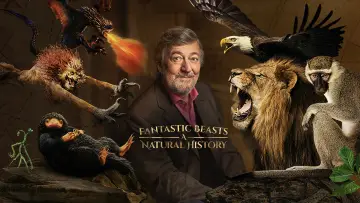 Zasłona do filmu "Fantastyczne zwierzęta: Historia naturalna" #1060582