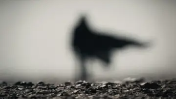 Zasłona do filmu "Diuna: Część druga" #529115