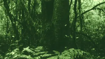Zasłona do filmu "Os Olhos na Mata e o Gosto na Água" #1200166