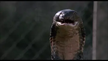 Zasłona do filmu "Wążżżż" #394978