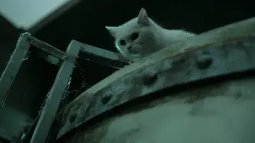 Zasłona do filmu "고양이: 죽음을 보는 두 개의 눈" #446331