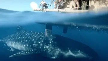 Zasłona do filmu "Wyprawa Kon-Tiki" #252902