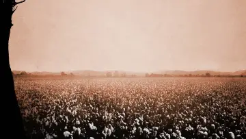 Zasłona do filmu "Zniewolony" #181313