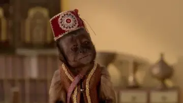 Zasłona do filmu "Egipskie psiaki" #462303