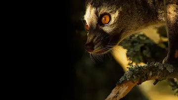 Zasłona do filmu "Wild Portugal" #395114
