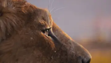 Zasłona do filmu "Mufasa: Król Lew" #557064