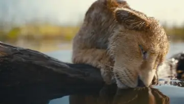 Zasłona do filmu "Mufasa: Król Lew" #557077