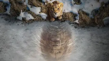 Zasłona do filmu "Mufasa: Król Lew" #557138