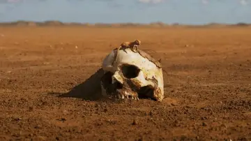 Zasłona do filmu "Furiosa: Saga Mad Max" #429937