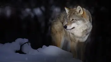 Zasłona do filmu "Wild Lapland" #1658246