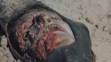 Zasłona do filmu "Cruel Jaws" #388139
