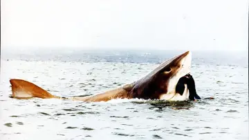 Zasłona do filmu "Cruel Jaws" #388140