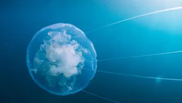 Zasłona do filmu "Voyage of Time: Life