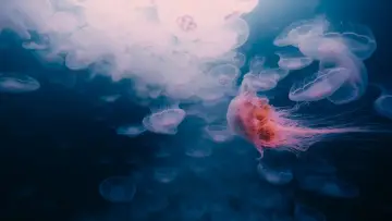 Zasłona do filmu "Voyage of Time: Life