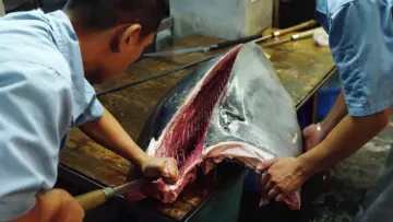 Zasłona do filmu "Jiro śni o sushi" #414694
