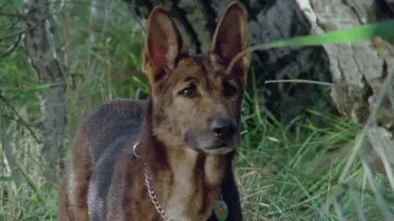 Zasłona do filmu "El Perro" #1883556