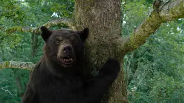 Zasłona do filmu "Kokainowy miś" #302316