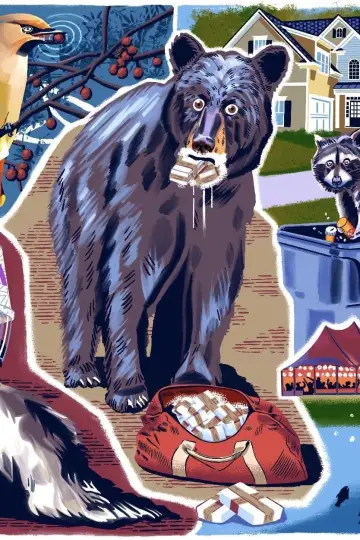 Plakat do filmu "Kokainowy miś" #302361