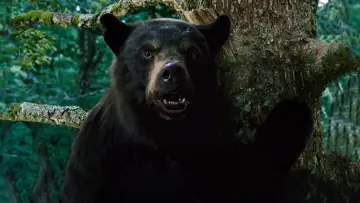 Zasłona do filmu "Kokainowy miś" #718947