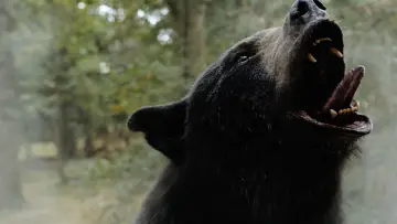 Zasłona do filmu "Kokainowy miś" #718949