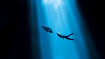 Zasłona do filmu "Blueback" #401997