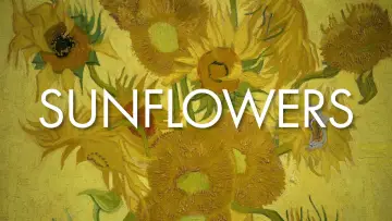 Zasłona do filmu "Sunflowers" #719692