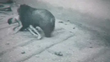 Zasłona do filmu "Faces of Death" #599395