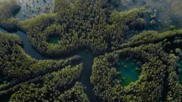 Zasłona do filmu "Caddo Lake" #596372