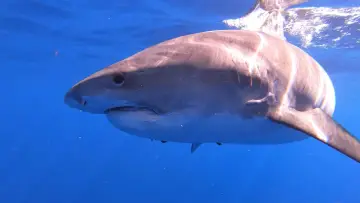 Zasłona do filmu "Hawaii: Sharks of the Fire Goddess" #1818986