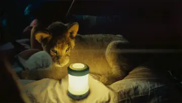 Zasłona do filmu "King: Mój przyjaciel lew" #336697