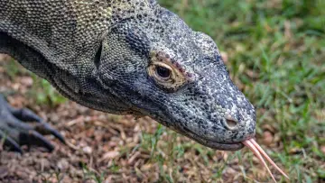 Zasłona do filmu "Dragons of Komodo" #1153496