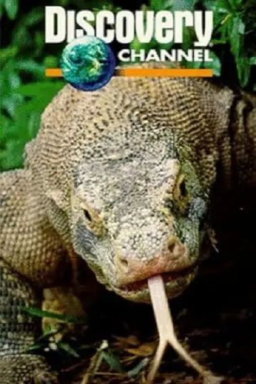 Plakat do filmu "Dragons of Komodo" #1153497