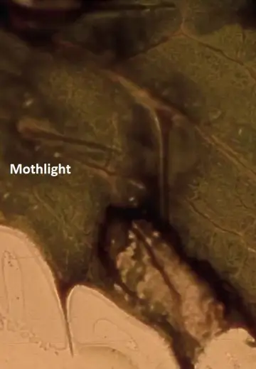 Plakat do filmu "Mothlight" #703590