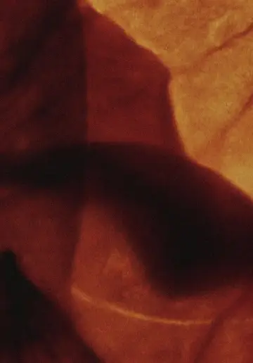 Plakat do filmu "Mothlight" #703595