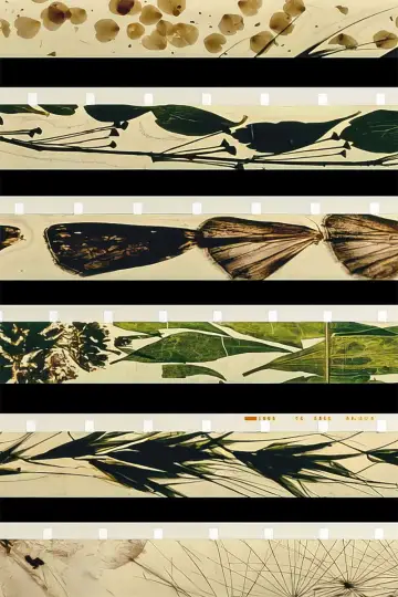 Plakat do filmu "Mothlight" #703605