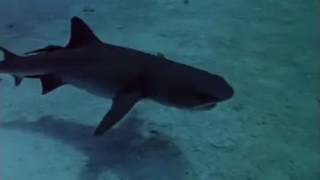 Zasłona do filmu "Sharks